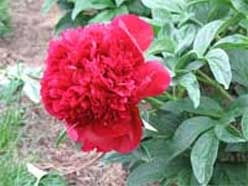 Red Charm peony