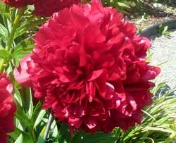 Red Grace peony