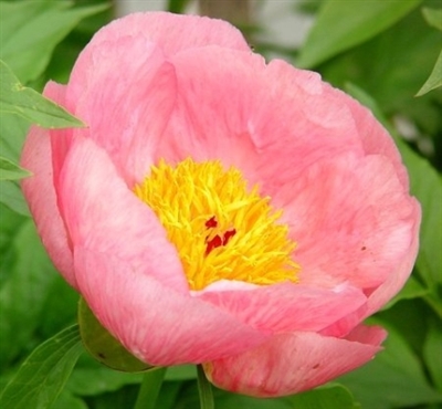 Roselette peony