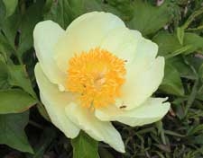 Roy Pehrson's Best Yellow peony