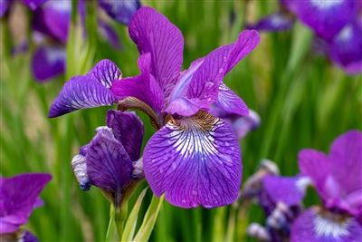 Ruffled Velvet Siberian Iris