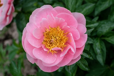 Salmon Dream peony