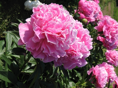 Sarah Bernhardt peony