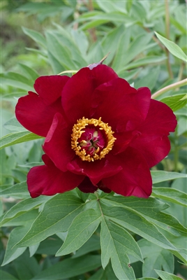 scarlet heaven peony