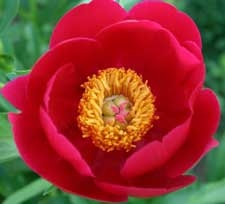 Scarlett O'Hara peony