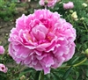 Serebrenyi Velvet peony