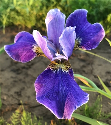 Silver Edge Siberian Iris