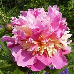 Sorbet peony