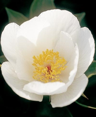 squirt peony