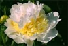 Top Brass peony