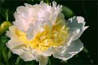 Top Brass peony