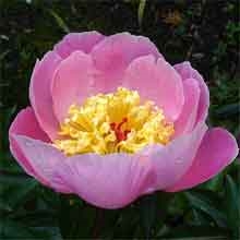 Westerner peony