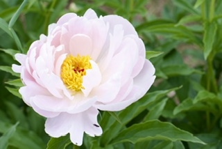 zuzu peony