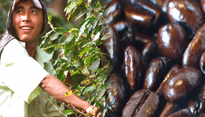 FILM: Black Gold: The Coffee Business