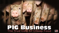 FILM: Pig Business: The Cost of Cheap Food