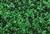 10/0 Seed Bead,Vintage Czechoslovakian Seed Beads, Mixed, Light & Emerald Green