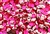 Sequin, 6MM, Cupped, Round, Vintage, 1MM Center Hole, Red Fluorescent, Rose Base