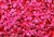 Sequin, Round, 5MM, Cupped, Vintage, 1MM Center Hole, Pink Fluorescent