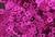 Sequin, Square, Vintage, 6MM, Fuchsia