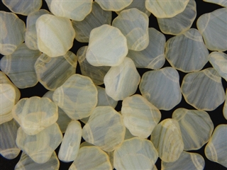 Czech Shell Beads / 14MM Cream Opal