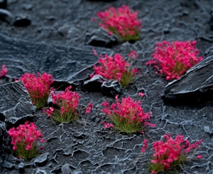 Gamer's Grass - Pink Flowers Tufts