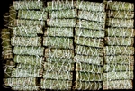 Wholesale Cedar Smudge 4"L Mini (Pack of 50)