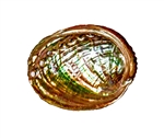 Wholesale Abalone Shell 2"- 3"