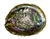 Wholesale Abalone Shell 4"- 5"