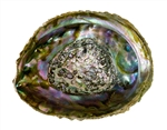 Wholesale Abalone Shell 4"- 5"