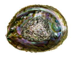 Wholesale Abalone Shell 4"- 5"