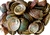 Wholesale Abalone Shell 3"- 4" (Pack of 25)