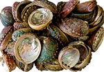 Wholesale Abalone Shell 3"- 4" (Pack of 25)