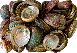 Wholesale Abalone Shell 3"- 4" (Pack of 50)