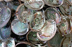 Wholesale Abalone Abalone Shell 4"- 5" (Pack of 25)