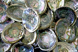 Wholesale Abalone Shell 5"- 6" (Pack of 25)