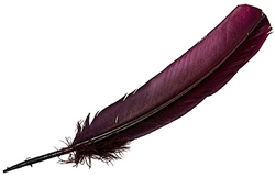 Wholesale Turkey Dyed Burgundy Feather 11-13"L