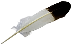 Wholesale Turkey Brown Eagle Tipped Feather 11-13"L