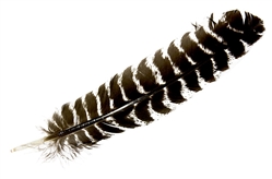 Wholesale Turkey Feather 10-12"L