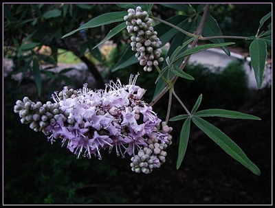 Chaste Tree Berries