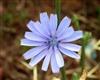 Chicory, Roasted (Bulk)