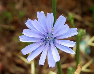 Chicory, Roasted (Bulk)