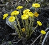 Coltsfoot, Organic (Bulk)