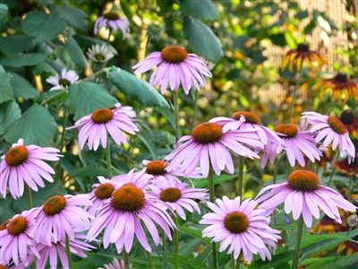 Echinacea Angustifolia Root, Organic (Bulk)