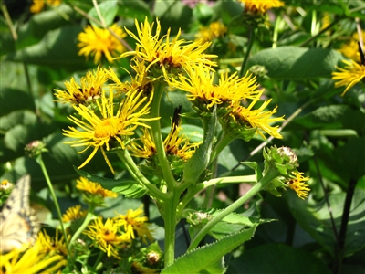 Elecampane Root: Bulk / Organic Elecampane Root