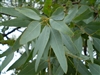 Eucalyptus Leaf (Bulk)