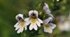 Eyebright, Organic (Bulk)