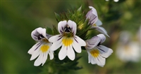 Eyebright, Organic (Bulk)