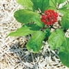 Ginseng Red Powder: Bulk / Ginseng Red Powder