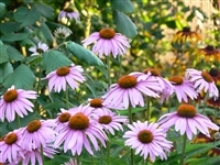 Echinacea Angustifolia Leaf, Organic (Bulk)