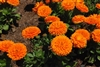 Calendula Flowers